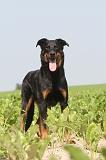 BEAUCERON 042